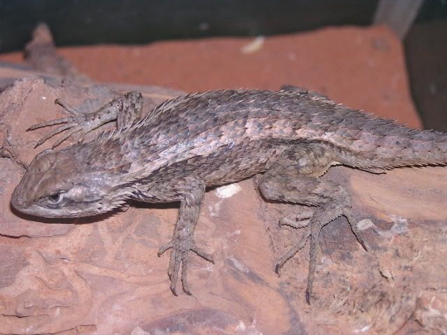 lizards059.jpg