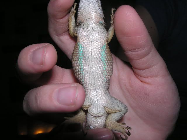 lizards063.jpg