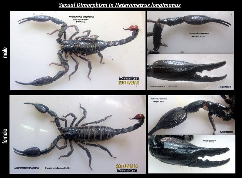 Насекомые №75 - Скорпион Гетерометрус Лонгиманус (Heterometrus longimanus)