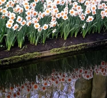 Narcissus Reflection Grew where narcissus died.