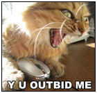 lol-cats_outbid-cat-1.png