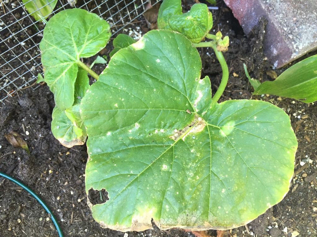 Is this butternut squash successfully pollinated? Gardening Forums