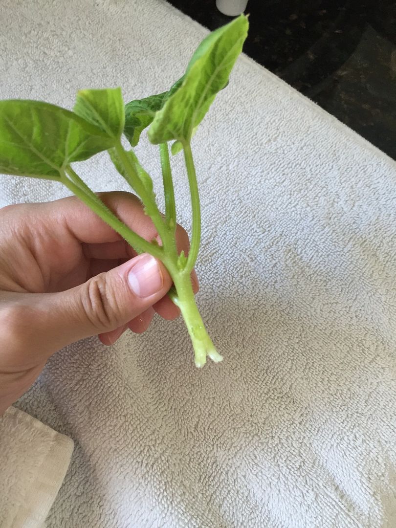 I snapped my pumpkin plants stem!! Gardening Forums