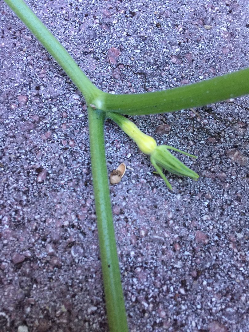 Butternut squash fruit turning yellow and falling off Gardening Forums