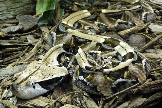 gaboon viper pictures