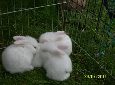 Mini Dwarf Lop