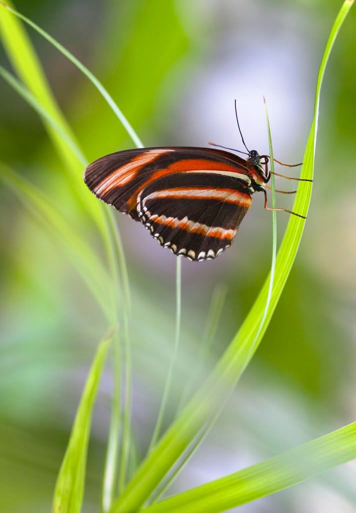 IMAGE: http://i593.photobucket.com/albums/tt18/cplpunishment/bflygrassbokeh.jpg