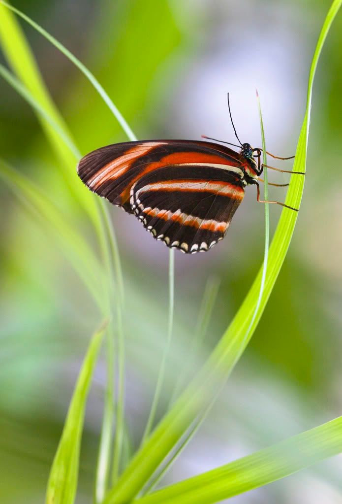 IMAGE: http://i593.photobucket.com/albums/tt18/cplpunishment/bflygrassbokehc.jpg