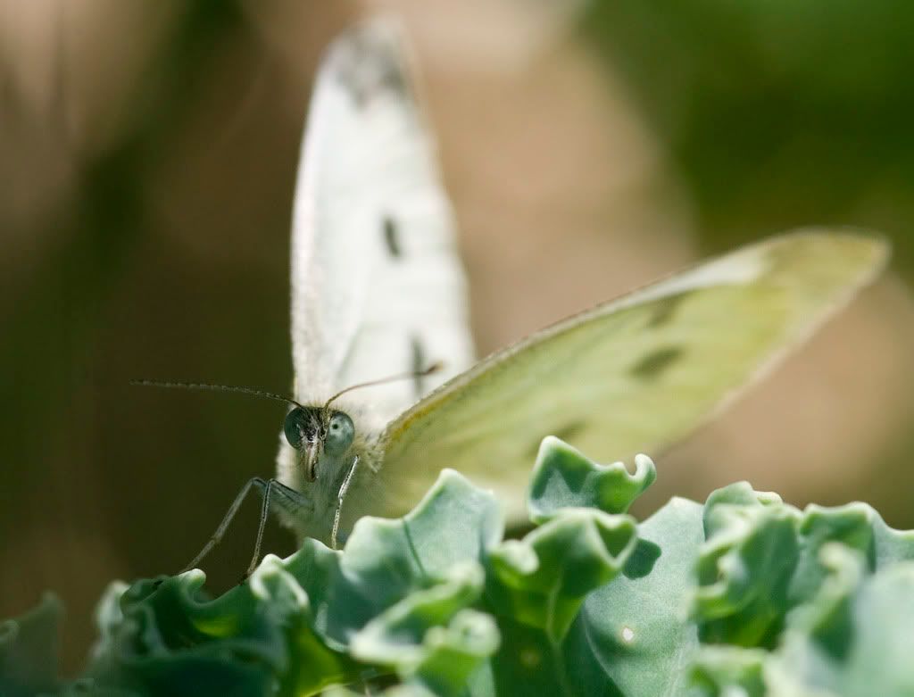 IMAGE: http://i593.photobucket.com/albums/tt18/cplpunishment/cabagebokeh.jpg