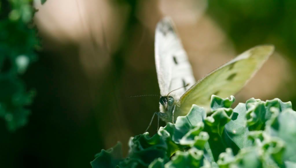 IMAGE: http://i593.photobucket.com/albums/tt18/cplpunishment/cabagebokehbig.jpg