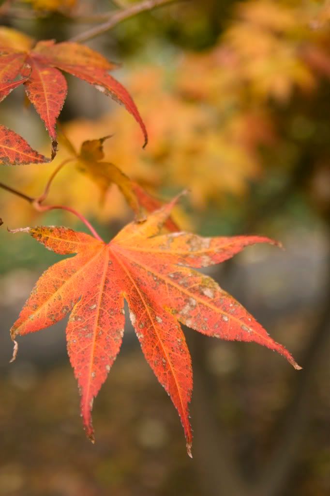 IMAGE: http://i593.photobucket.com/albums/tt18/cplpunishment/chinesemaple.jpg