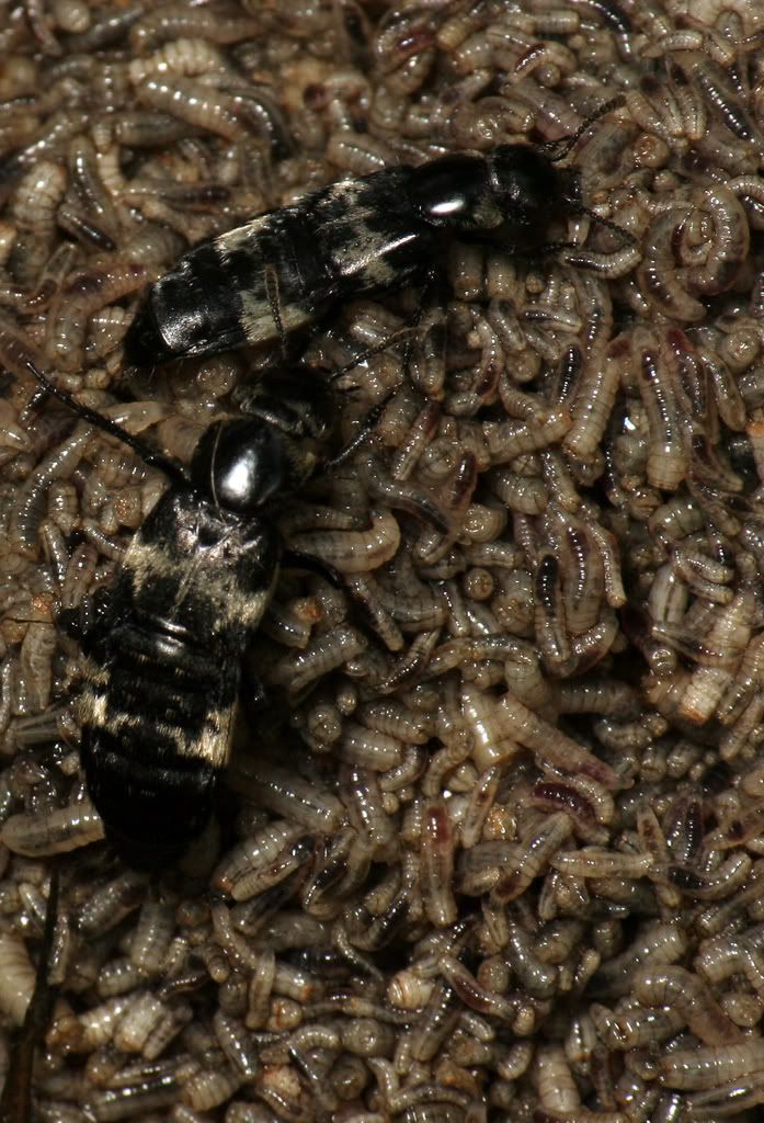 IMAGE: http://i593.photobucket.com/albums/tt18/cplpunishment/fckingsick.jpg