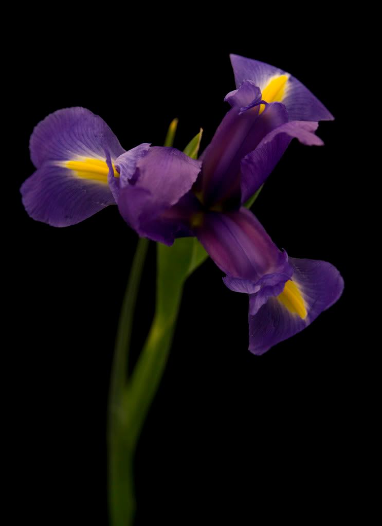 IMAGE: http://i593.photobucket.com/albums/tt18/cplpunishment/mompurple.jpg