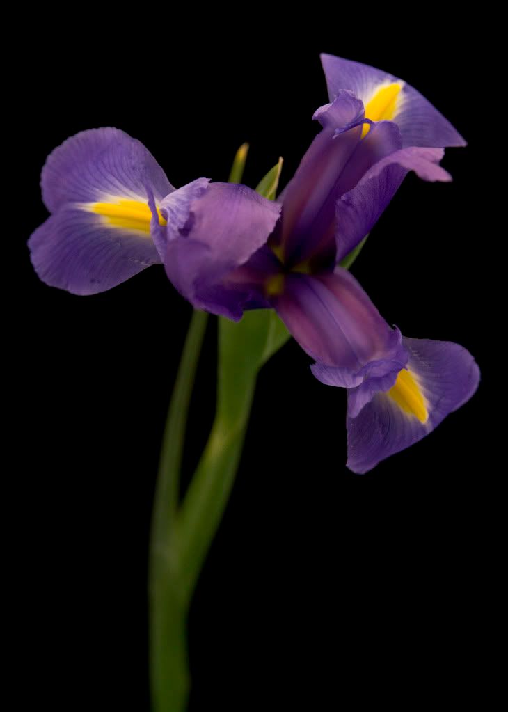 IMAGE: http://i593.photobucket.com/albums/tt18/cplpunishment/mompurple2.jpg