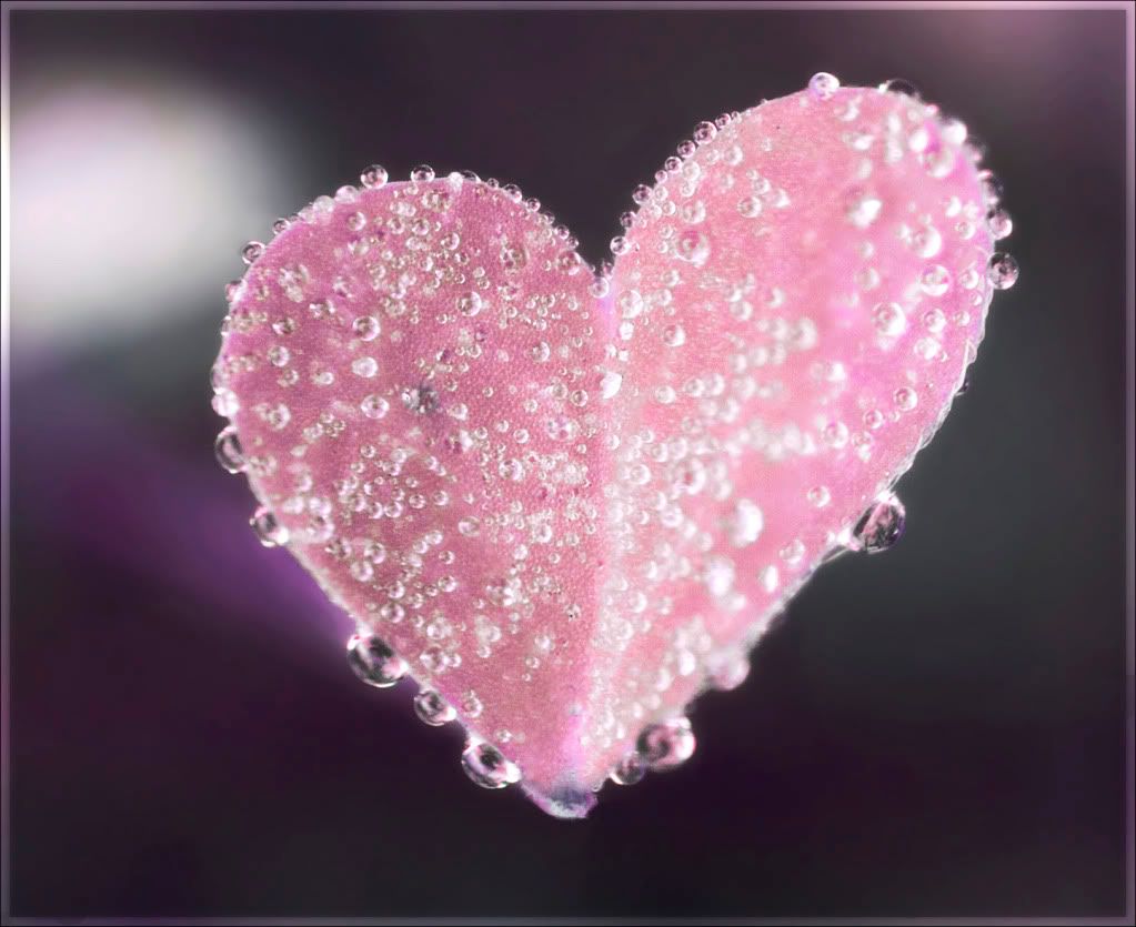 IMAGE: http://i593.photobucket.com/albums/tt18/cplpunishment/naturevalentinecpcopy-2.jpg