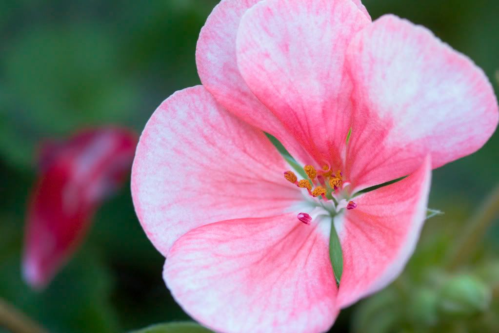 IMAGE: http://i593.photobucket.com/albums/tt18/cplpunishment/pinkwhite.jpg