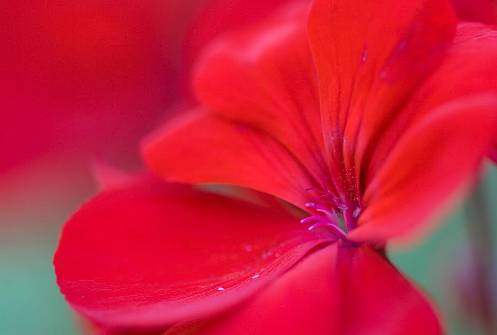 IMAGE: http://i593.photobucket.com/albums/tt18/cplpunishment/redflower.jpg