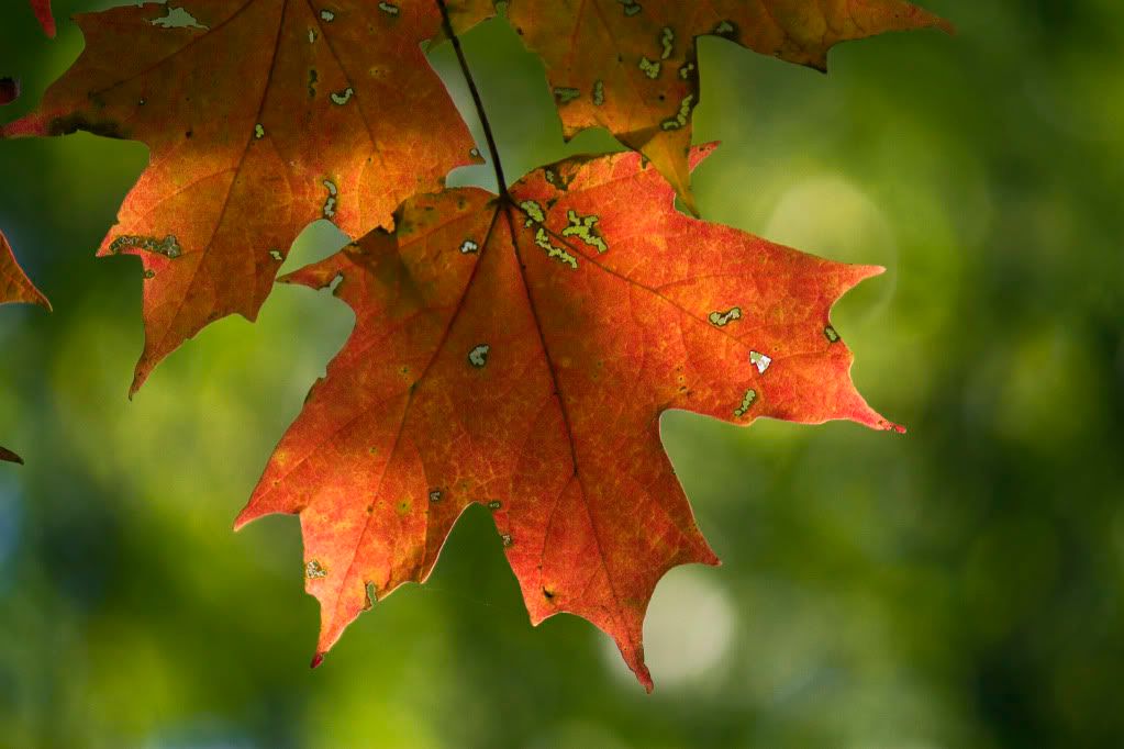 IMAGE: http://i593.photobucket.com/albums/tt18/cplpunishment/redgreen.jpg