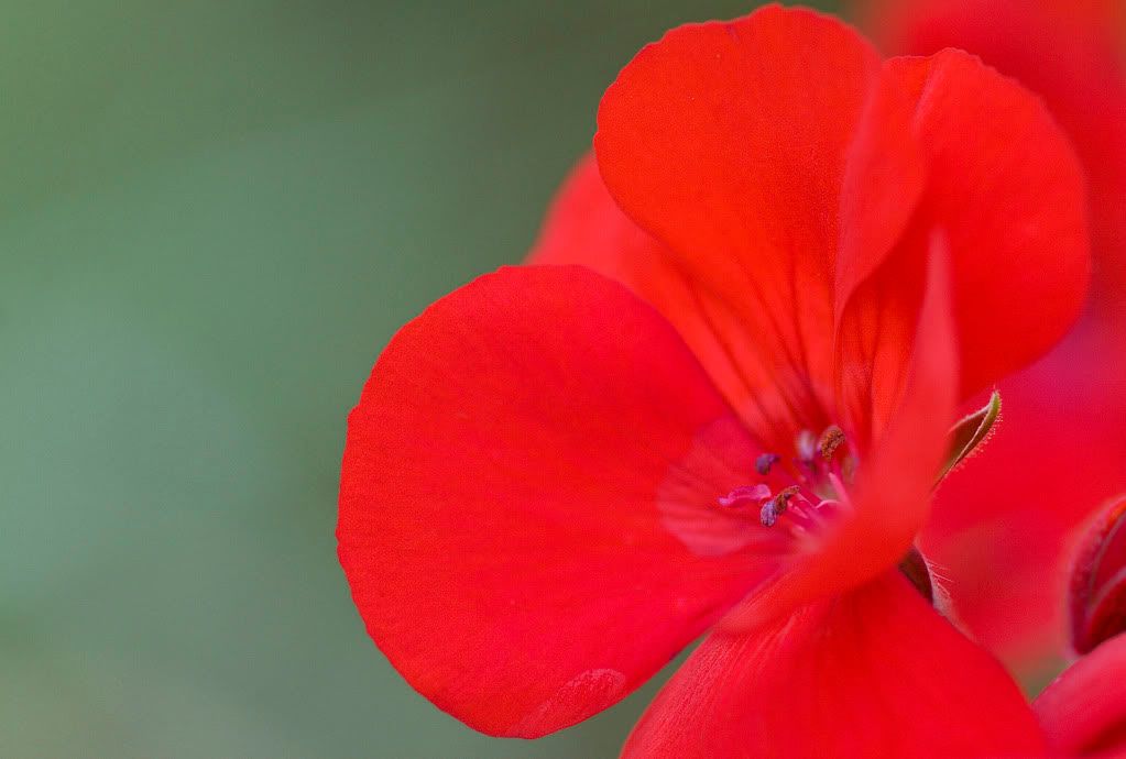 IMAGE: http://i593.photobucket.com/albums/tt18/cplpunishment/redgreenside.jpg