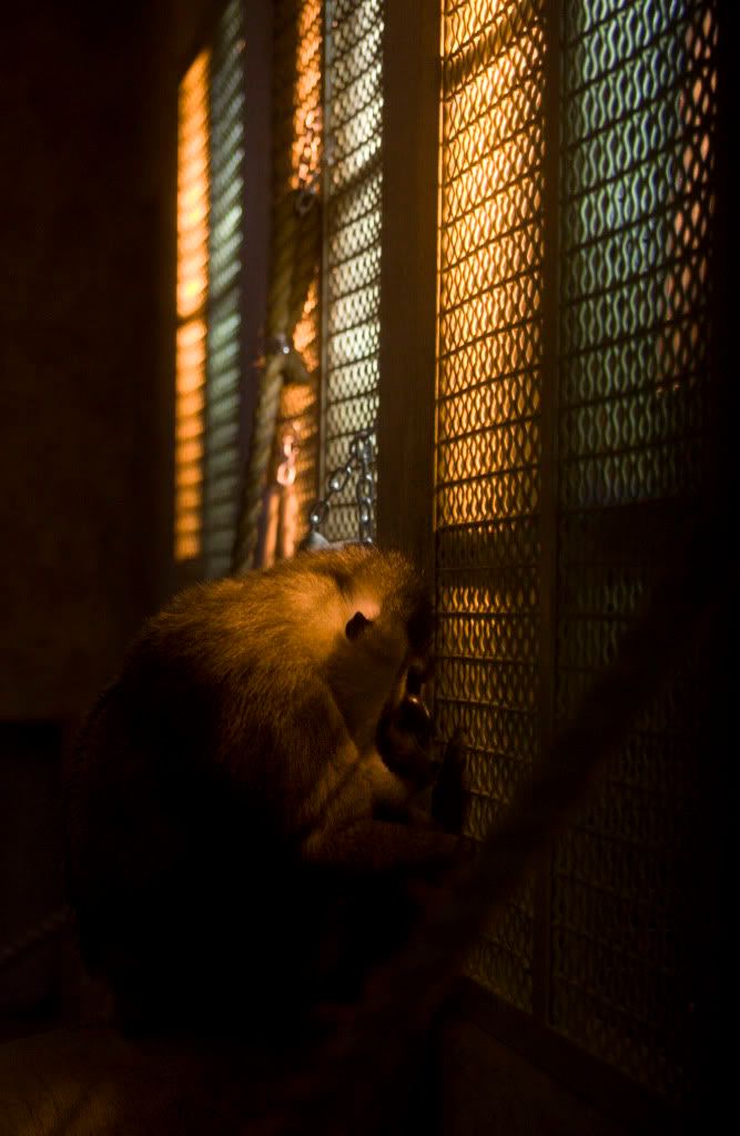 IMAGE: http://i593.photobucket.com/albums/tt18/cplpunishment/sadbaboon1.jpg