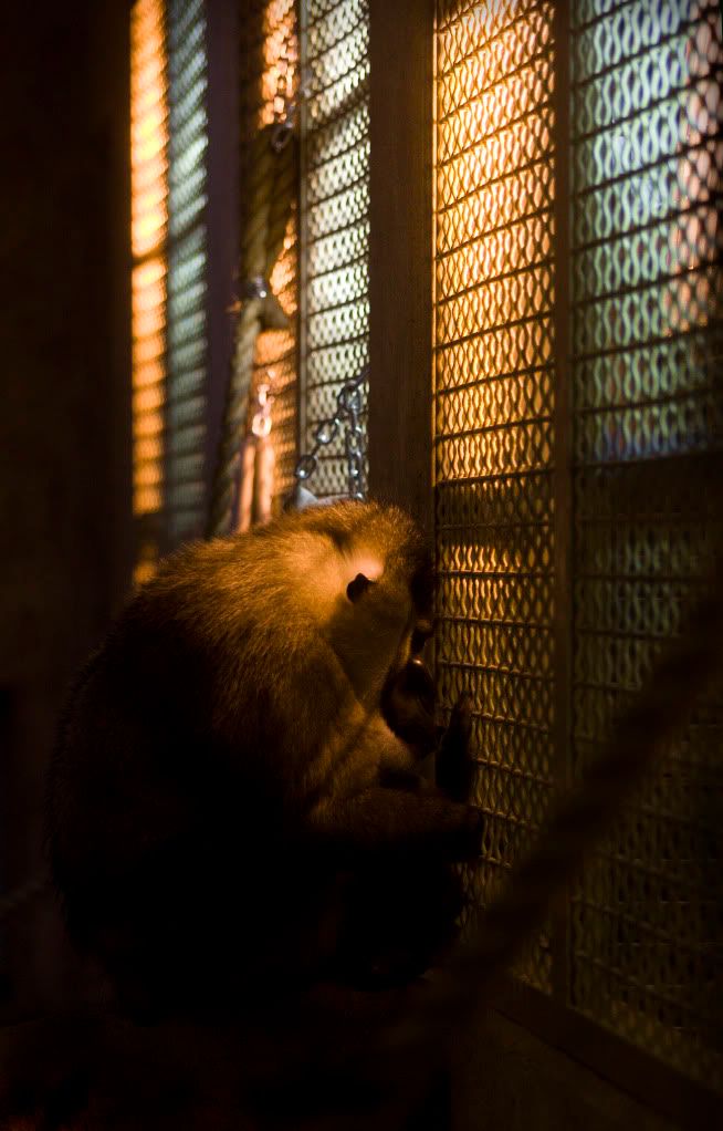 IMAGE: http://i593.photobucket.com/albums/tt18/cplpunishment/sadbaboon2d.jpg