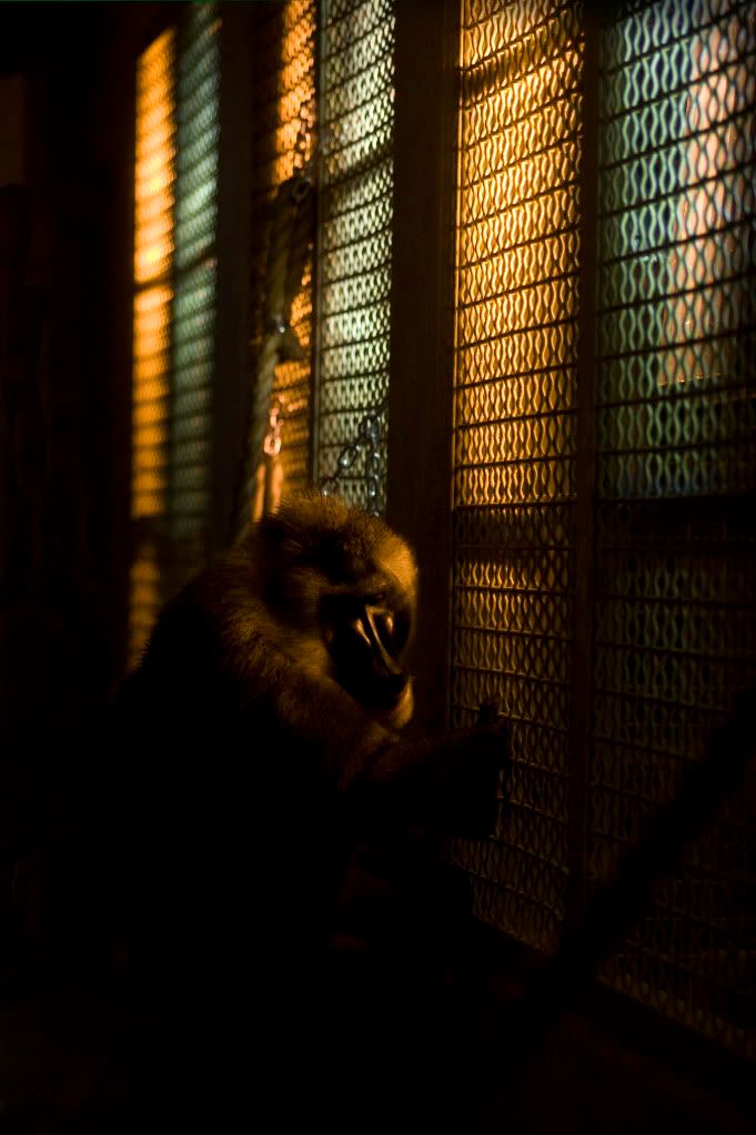 IMAGE: http://i593.photobucket.com/albums/tt18/cplpunishment/sadbaboon3.jpg