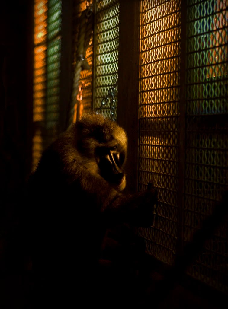 IMAGE: http://i593.photobucket.com/albums/tt18/cplpunishment/sadbaboon3e3.jpg