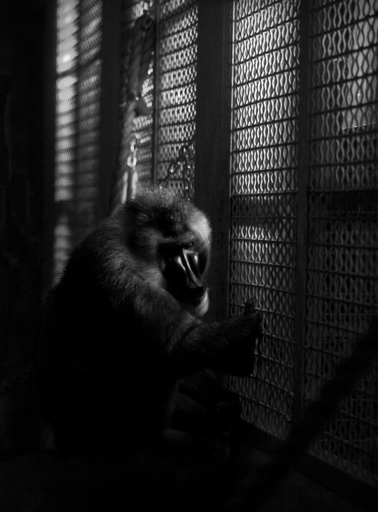 IMAGE: http://i593.photobucket.com/albums/tt18/cplpunishment/sadbaboon3e3b.jpg