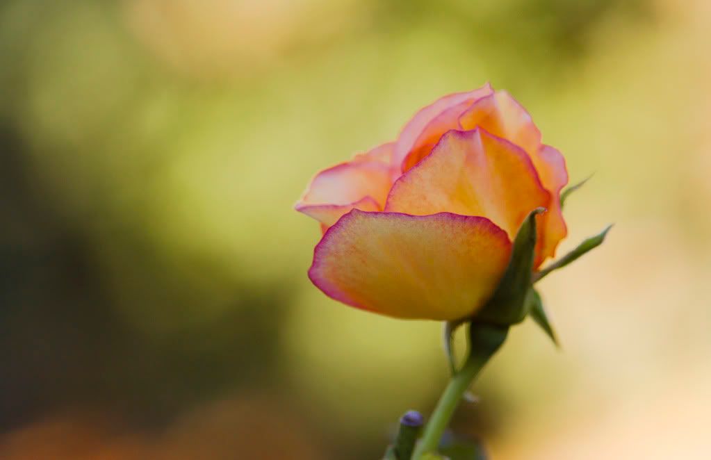 IMAGE: http://i593.photobucket.com/albums/tt18/cplpunishment/yellowrose.jpg