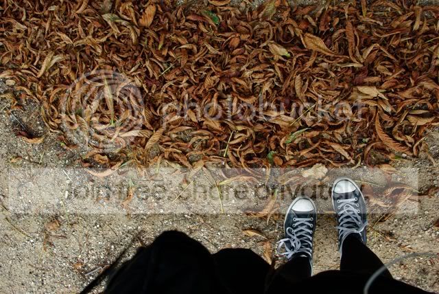 l&aelig;derconverse og visne blade